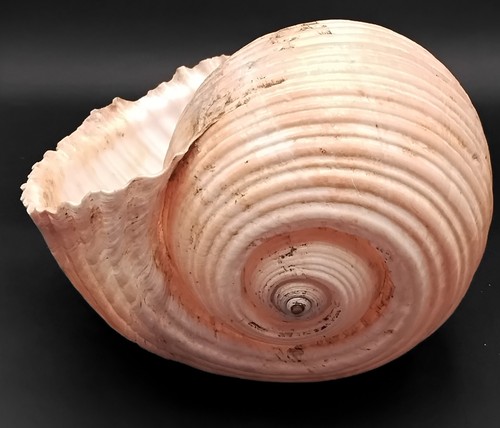 Seashell tonna galea - galea, 7"
