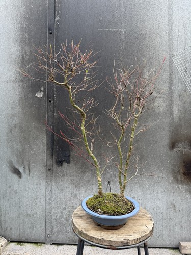Japanese maple deshojo bonsai - japanese,