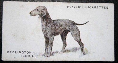 Bedlington terrier vintage - bedlington,