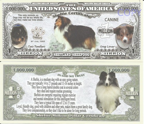 Shetland sheepdog sheltie - shetland,