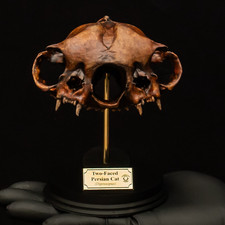 Two Headed Cat Skull