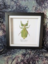Walking Leaf Insect (Phyllium celebicum) Entomology shadow box frame 18cm