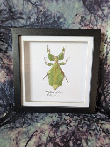 Walking leaf insect - walking,