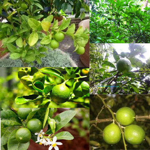 Grafted citrus aurantifolia - grafted,