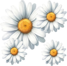 x9 White Daisy Flower Vinyl