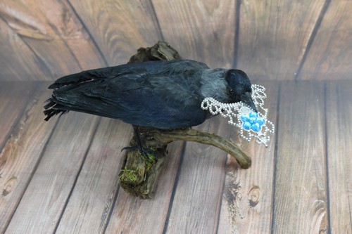 Taxidermy stunning corvid this - taxidermy,