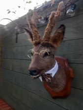 Taxidermy Gentleman Roe Deer