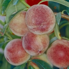 T&M Peach Peregrine Fruit Tree Hardy Deciduous Garden Hardy Plant 1 Bare Root