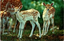 Fallow Deer Fawns at Bird & Animal Forest, Lexington, Kentucky - Postcard