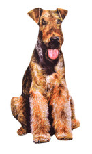 Airedale Terrier Magnet -