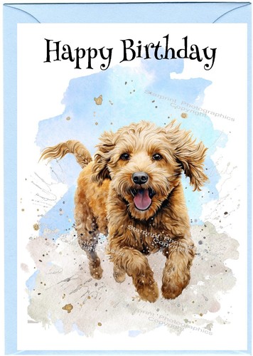 Labradoodle doodle dog - labradoodle,