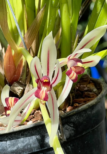 Cymbidium dayanum pot - 5",