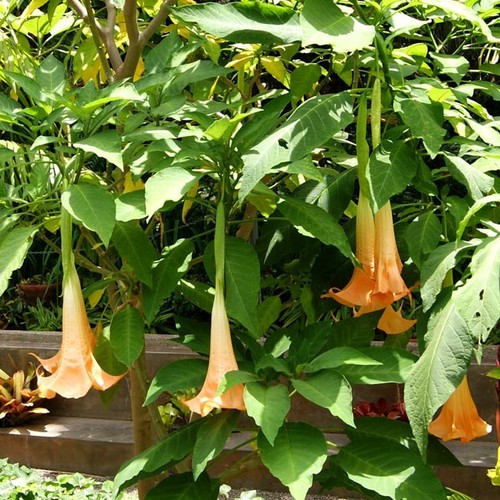 Brugmansia versicolor 10 - brugmansia,
