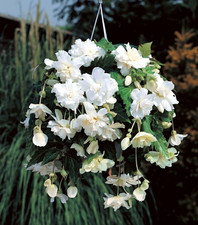 Begonias Cascade White - Large