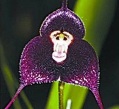 Pcs monkey face - monkey, orchid