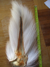 buck tail whole white premium