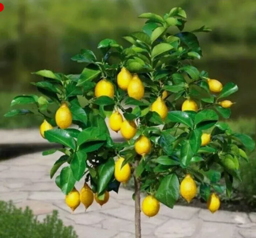 Lemon tree citrus aurentifolia - lemon,