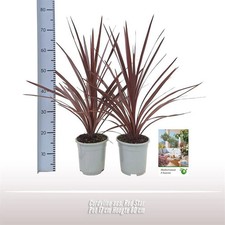 Cordyline australis ‘Red Star’ - Mace Lily - Ornamental Plant - 80cm