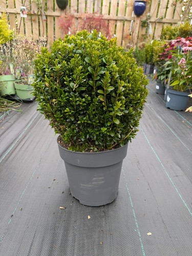 Buxus ball evergreen - 5,