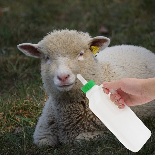Young livestock feeding - livestock, bottle