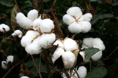 Upland cotton seeds - upland, gossypium