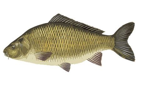 Copdock angling skretting - copdock,