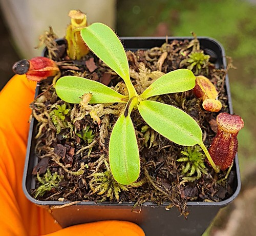Nepenthes villosa lowii - nepenthes,