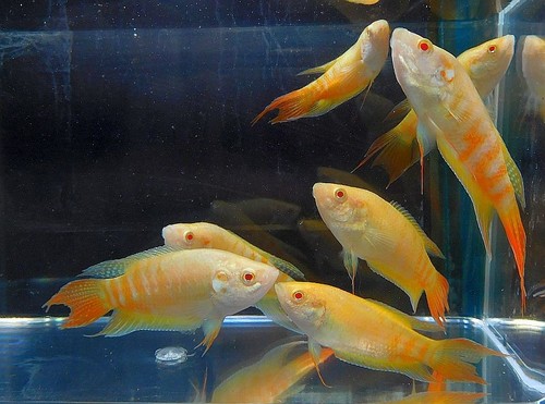 Group albino paradise - group,