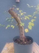 English Elm Bonsai Tree