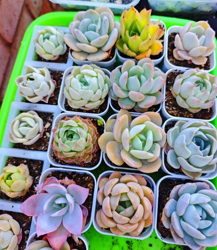 Mixed rare succulent plant - 10,