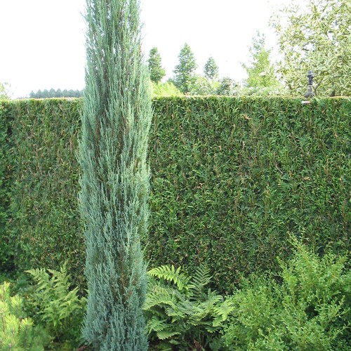 Juniperus scopulorum blue - juniperus, 'blue