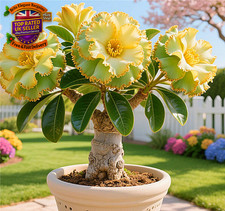 Desert Rose Bulbs UK, Desert