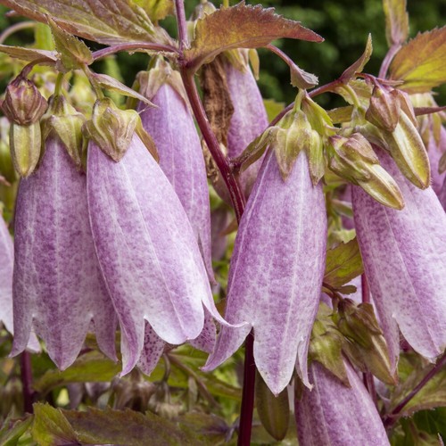 Campanula takesimana - t&m,