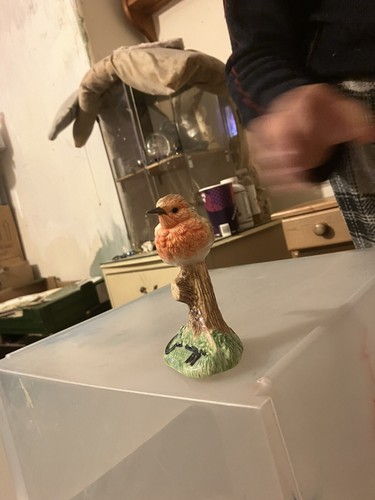 Border fine arts - border, robin