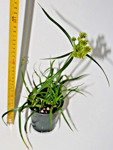 Umbrella sedge cyperus - umbrella,