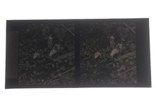 Orobanchaceae Latheraea