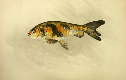 Kinranshi ryukin ranchu cross - kinranshi,