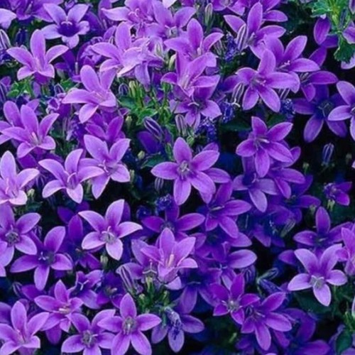 Campanula plug plants