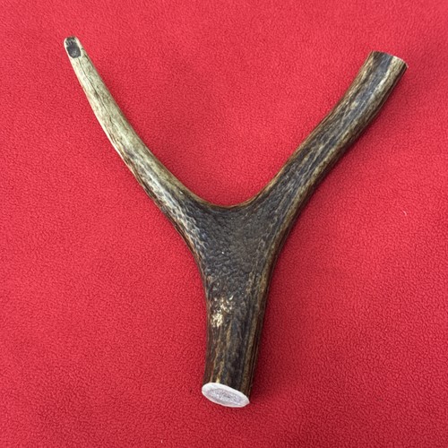 One piece deer antler - piece, antler,