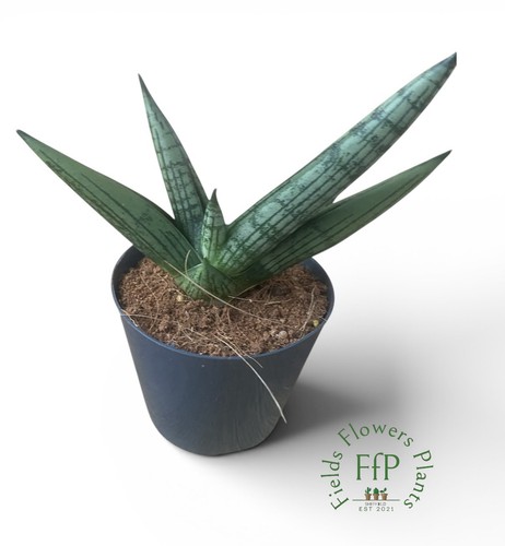Sansevieria yaya snake plant - snake,