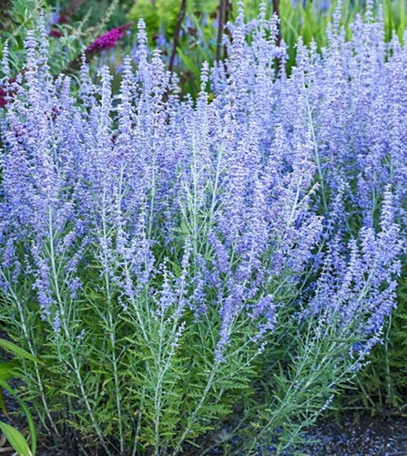 Russian sage plant - russian,