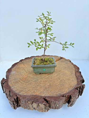Chinese elm ulmus parvifolia - elm, (