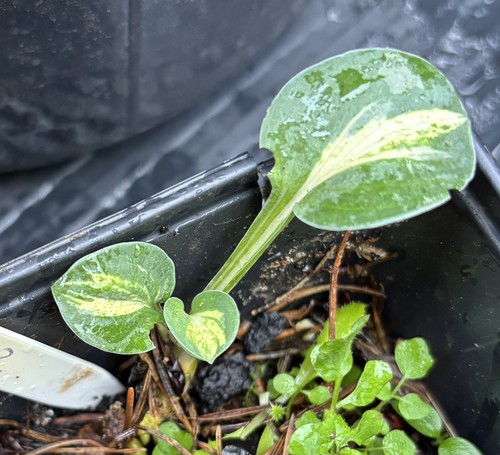 Hosta mouse trap small - trap,