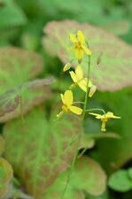 Epimedium 'Frohnleiten'