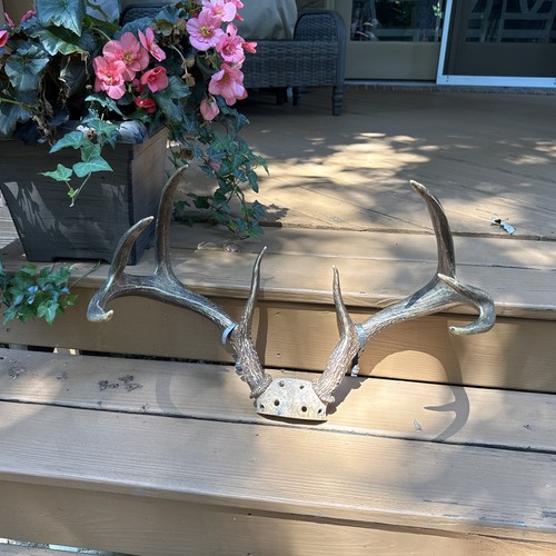 Whitetail deer antlers - whitetail,