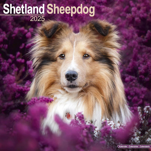 Shetland sheepdog 2025 square - 2025,