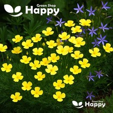 Tufted Poppy Sundew - 1000