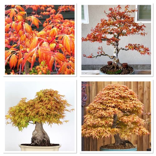 Japanese maple tree bonsai - maple, tree.