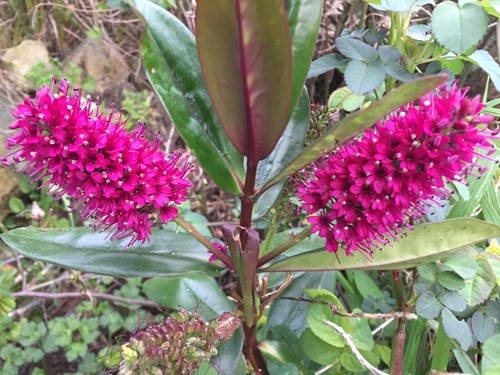 Hebe speciosa 100 - -, seeds