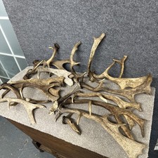 Mixed Fallow Antler Dog Chew